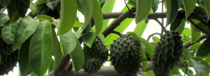 Fruto tropical Guanabana