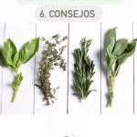 6 Consejos antes de utilizar plantas medicinales